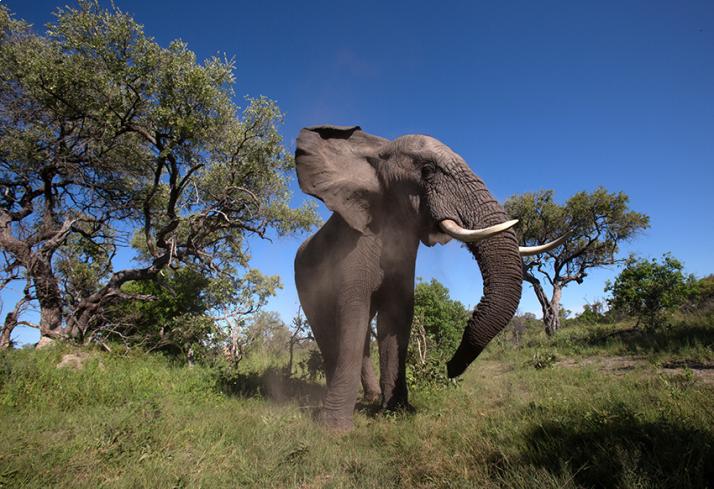 lodge-attitude-événementiel-voyage-incentive-tanzanie