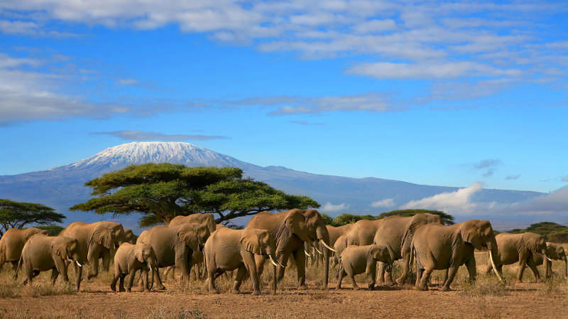 événementiel et voyage d'entreprise, tanzanie et zanzibar